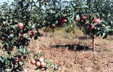 Apple trees on sandy soil. Aohan County, China