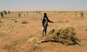 Deforestation in arid areas