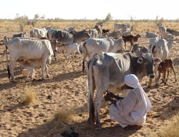 Nomads in the Sudan
