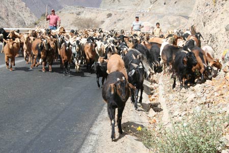 Goat herders in Elqui Valley