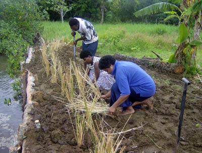 Villagers planting vetiver grass at Buretu, Fiji