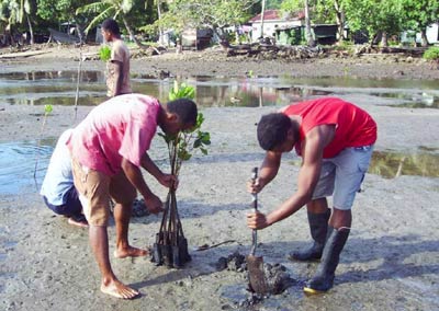 Replanting mangroves at Navukailagi, Fiji